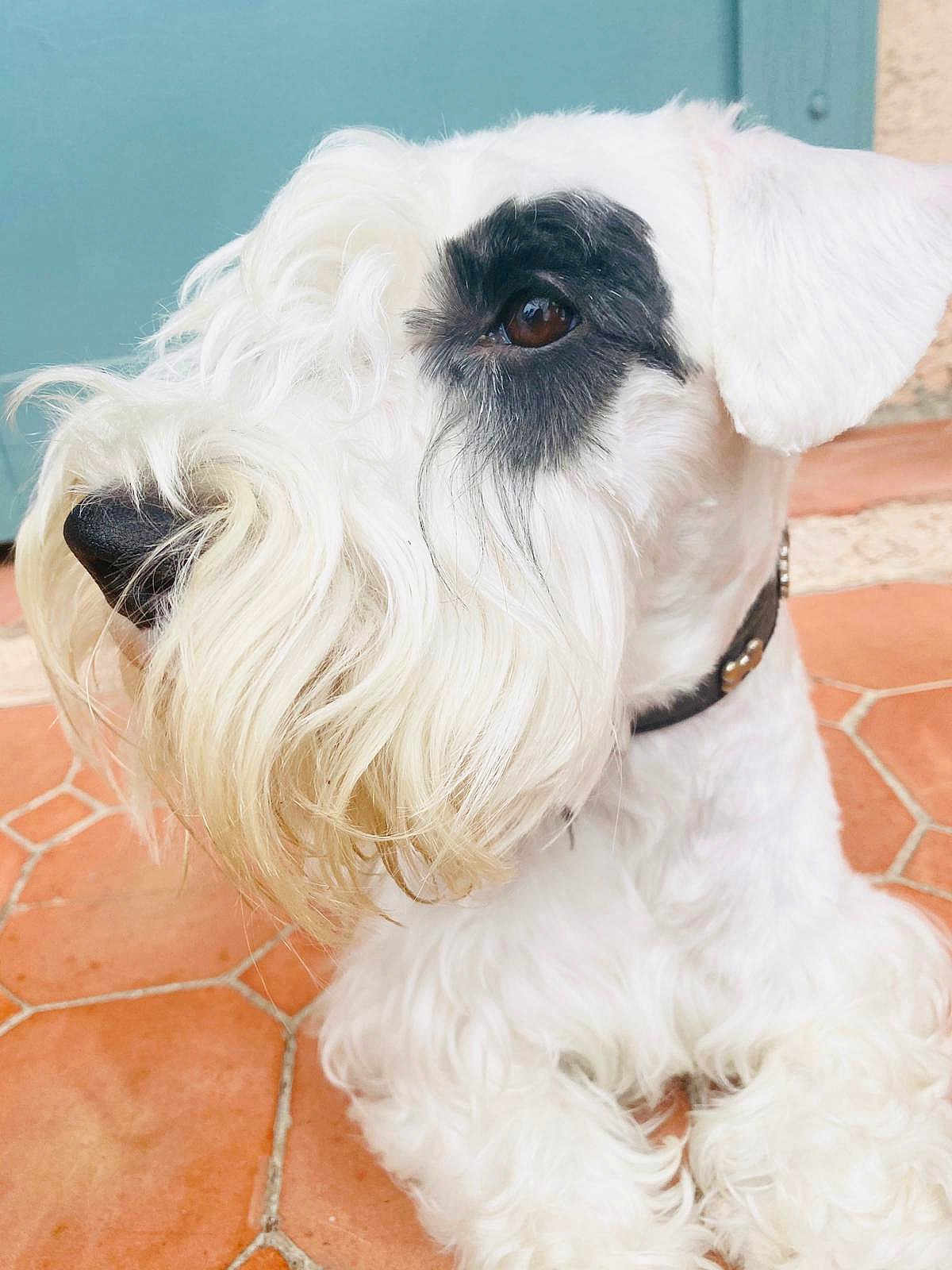 Mozart participe au concours pour gagner de l'argent avec cette photo : animal, black_patch, canine, close_up, collar, companion, curious, dog, domestic_animal, eye, face, fur, mammal, nose, outdoor, pet, portrait, resting, tile_floor, white_dog