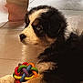 puppy, dog, toy, colorful, floor, tile, paws, fur, black, white, brown, indoor, pet, animal, cute, playing, resting, person, bare_feet, background