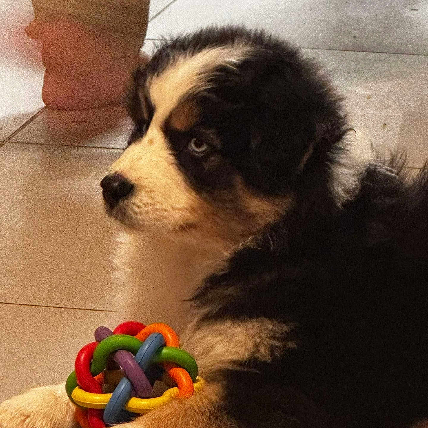 Maya participe au concours pour gagner de l'argent avec cette photo : animal, background, bare_feet, black, brown, colorful, cute, dog, floor, fur, indoor, paws, person, pet, playing, puppy, resting, tile, toy, white