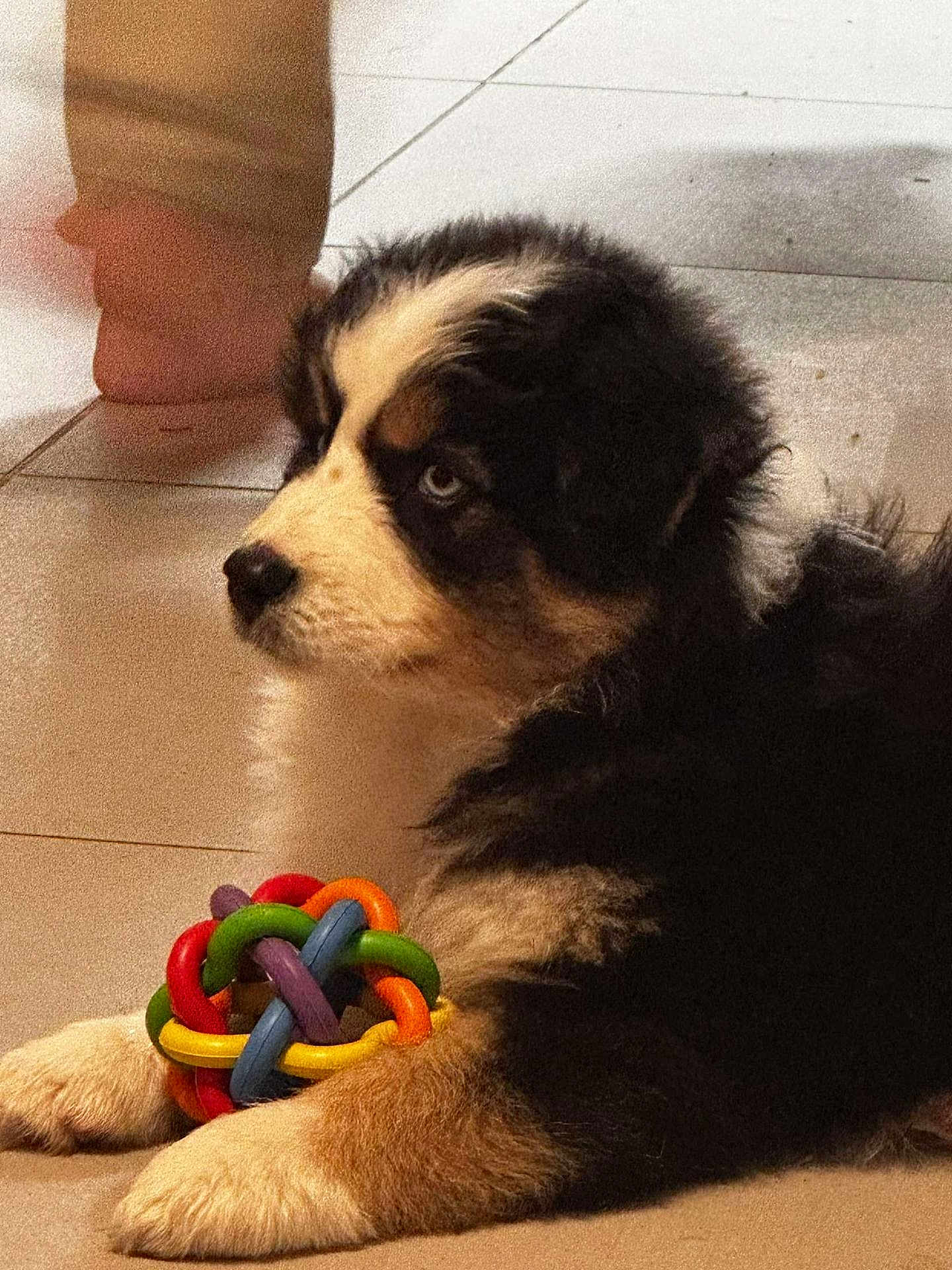 Maya