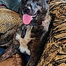 Hades joined the competition — help win amazing prizes! dog, pet, canine, animal, portrait, close_up, happy, tongue, sitting, lying_down, black_fur, brown_fur, white_chest, collar, dog_tag, couch, pillows, blanket, indoors, patterned_fabric