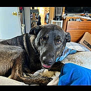 Hades is registered to the contest to win money with this photo: dog, pet, canine, black_dog, brindle, lying_down, bed, blanket, blue_blanket, bedroom, indoors, portrait, closeup, looking_at_camera, brown_eyes, floppy_ears, open_mouth, happy, cozy, home