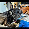 dog, pet, canine, black_dog, brindle, lying_down, bed, blanket, blue_blanket, bedroom, indoors, portrait, closeup, looking_at_camera, brown_eyes, floppy_ears, open_mouth, happy, cozy, home