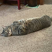 Gus is registered to the contest to win money with this photo: animal, belly_up, carpet, cat, cozy, floor, furniture, home, indoor, lamp, lying_down, paws, pet, portrait, relaxed, sleeping, striped_fur, tabby, table, whiskers