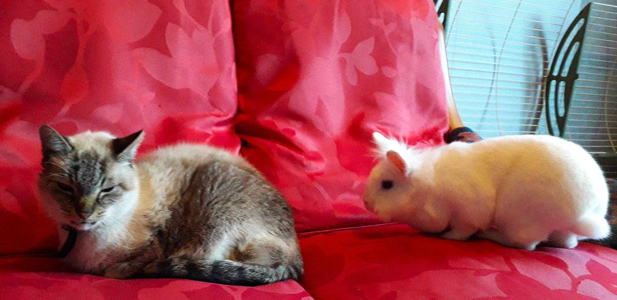 Pinceau a rejoint le concours — aidez-le/la à gagner de superbes lots ! cat, chinchilla, degu, domestic_rabbit, fawn, felidae, fur, hare, mammal, mouth, pink, rabbit, rabbits_and_hares, rodent, skin, snout, vertebrate, whiskers