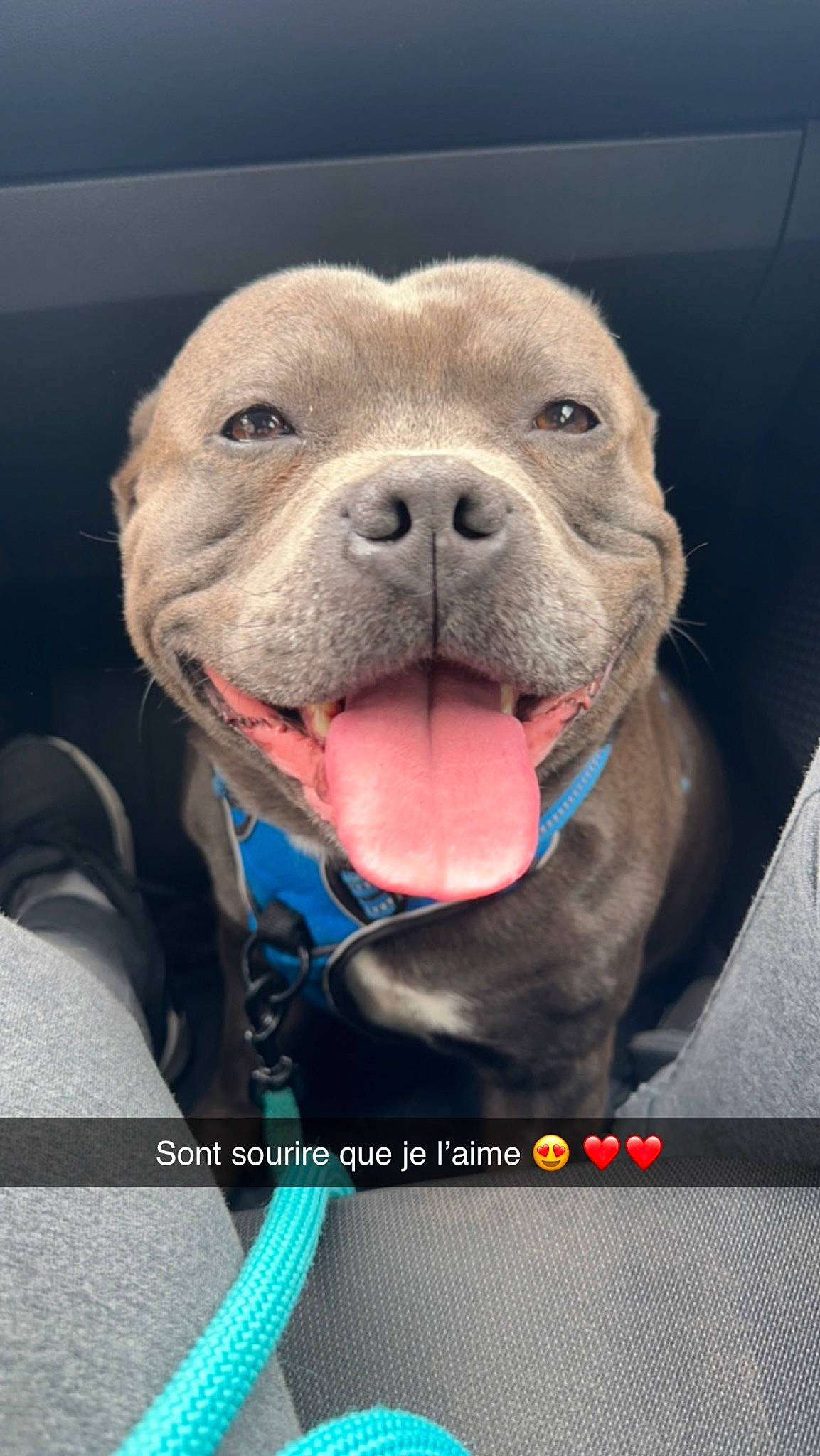 Prince a rejoint le concours — aidez-le/la à gagner de superbes lots ! canidae, carnivore, collar, companion_dog, dog, dog_breed, dog_collar, fang, fawn, fur, jaw, liver, non_sporting_group, snout, sporting_group, terrestrial_animal, whiskers, working_animal, working_dog, wrinkle