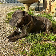 Prince a rejoint le concours — aidez-le/la à gagner de superbes lots ! dog, outdoor, sunlight, gravel, grass, garden, birdbath, rake, pet, animal, resting, brown, nature, daytime, canine, side_view, quiet, peaceful, portrait, relaxing