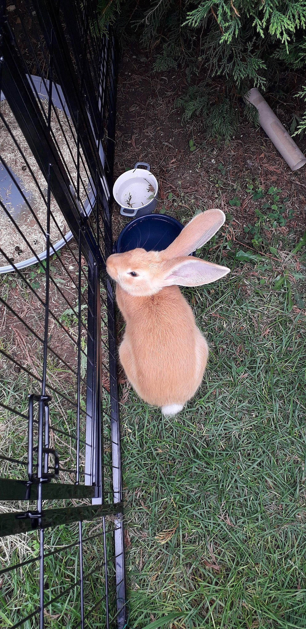 Praline participe au concours pour gagner de l'argent avec cette photo : domestic_rabbit, fawn, hare, rabbit, rabbits_and_hares, tail, wildlife