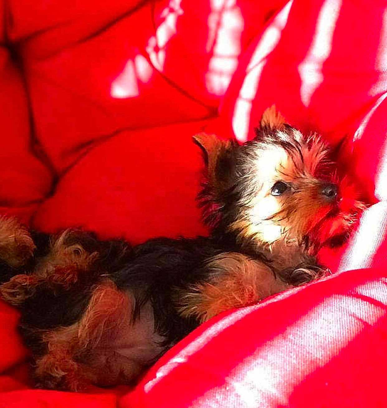 Dora joined the competition — help win amazing prizes! australian_silky_terrier, australian_terrier, biewer_terrier, cairn_terrier, canidae, carnivore, companion_dog, dog, dog_breed, mammal, morkie, norwich_terrier, puppy, shih_tzu, small_terrier, terrier, toy_dog, vertebrate, yorkipoo, yorkshire_terrier