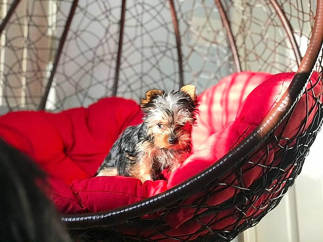 Dora is registered to the contest to win money with this photo: biewer_terrier, cairn_terrier, canidae, carnivore, companion_dog, dog, dog_breed, morkie, puppy, shih_tzu, small_terrier, terrier, toy_dog, yorkshire_terrier