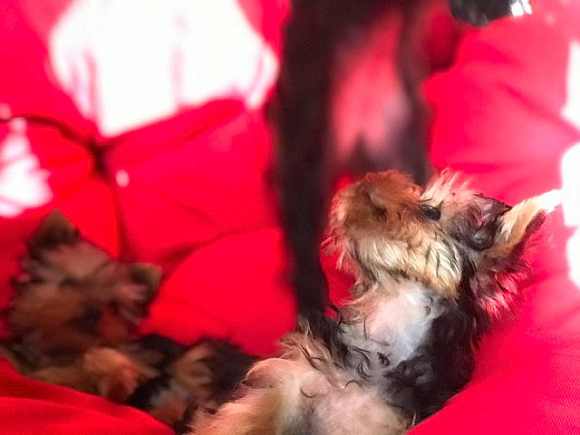 Dora is registered to the contest to win money with this photo: australian_silky_terrier, canidae, carnivore, companion_dog, dog, dog_breed, lhasa_apso, maltepoo, mammal, morkie, puppy, schnoodle, shih_tzu, small_terrier, terrier, toy_dog, yorkshire_terrier