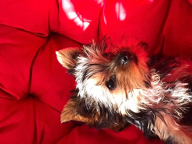 Dora joined the competition — help win amazing prizes! australian_silky_terrier, australian_terrier, biewer_terrier, canidae, carnivore, chinese_imperial_dog, companion_dog, dog, dog_breed, fur, mammal, norwich_terrier, puppy, rare_breed_dog, shih_tzu, small_terrier, terrier, toy_dog, vertebrate, yorkshire_terrier