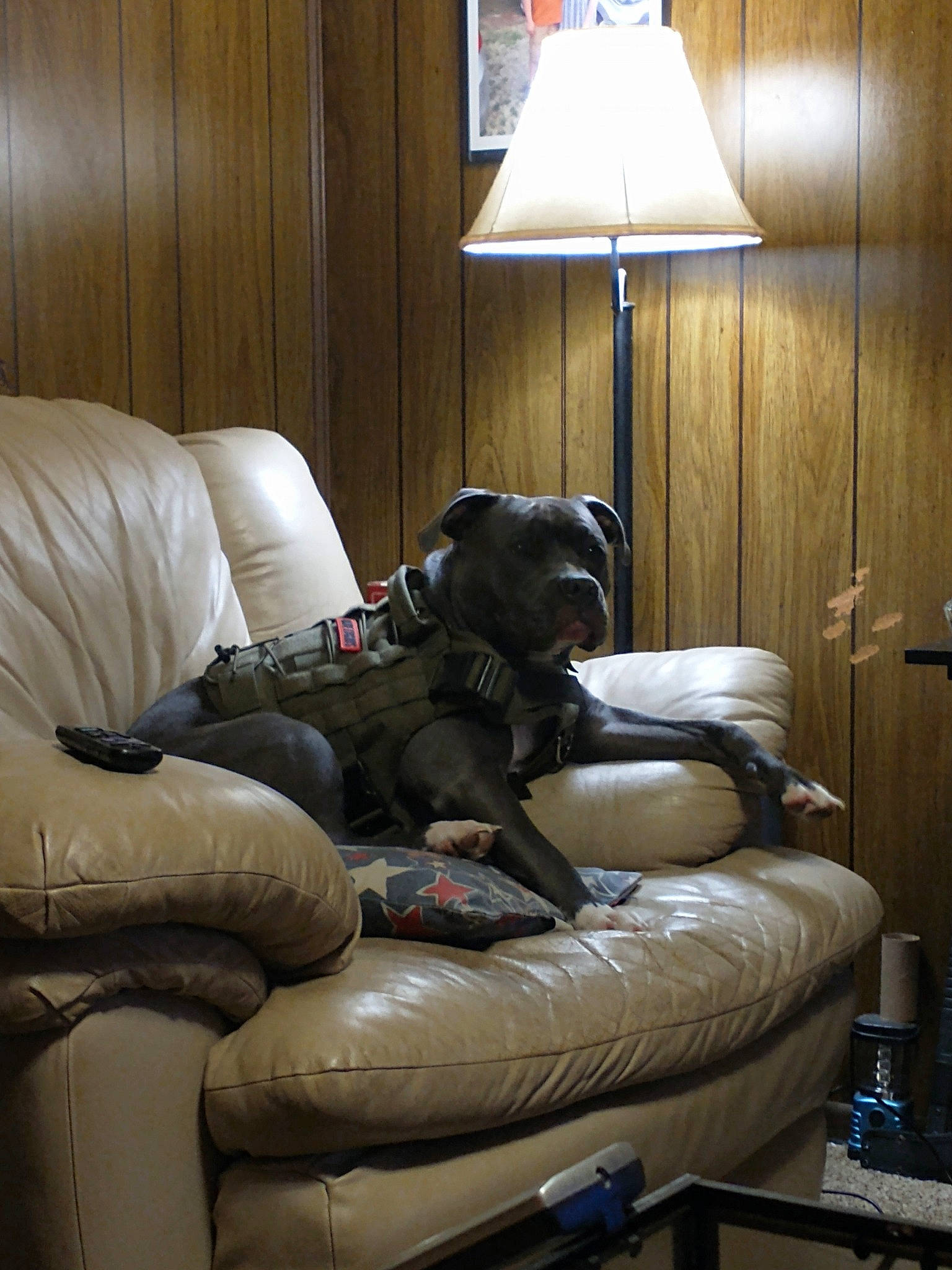 Freyja is registered to the contest to win money with this photo: carnivore, comfort, companion_dog, couch, dog, floor, flooring, grey, hardwood, interior_design, lamp, light, lighting, living_room, pillow, room, shade, studio_couch, tints_and_shades, wood