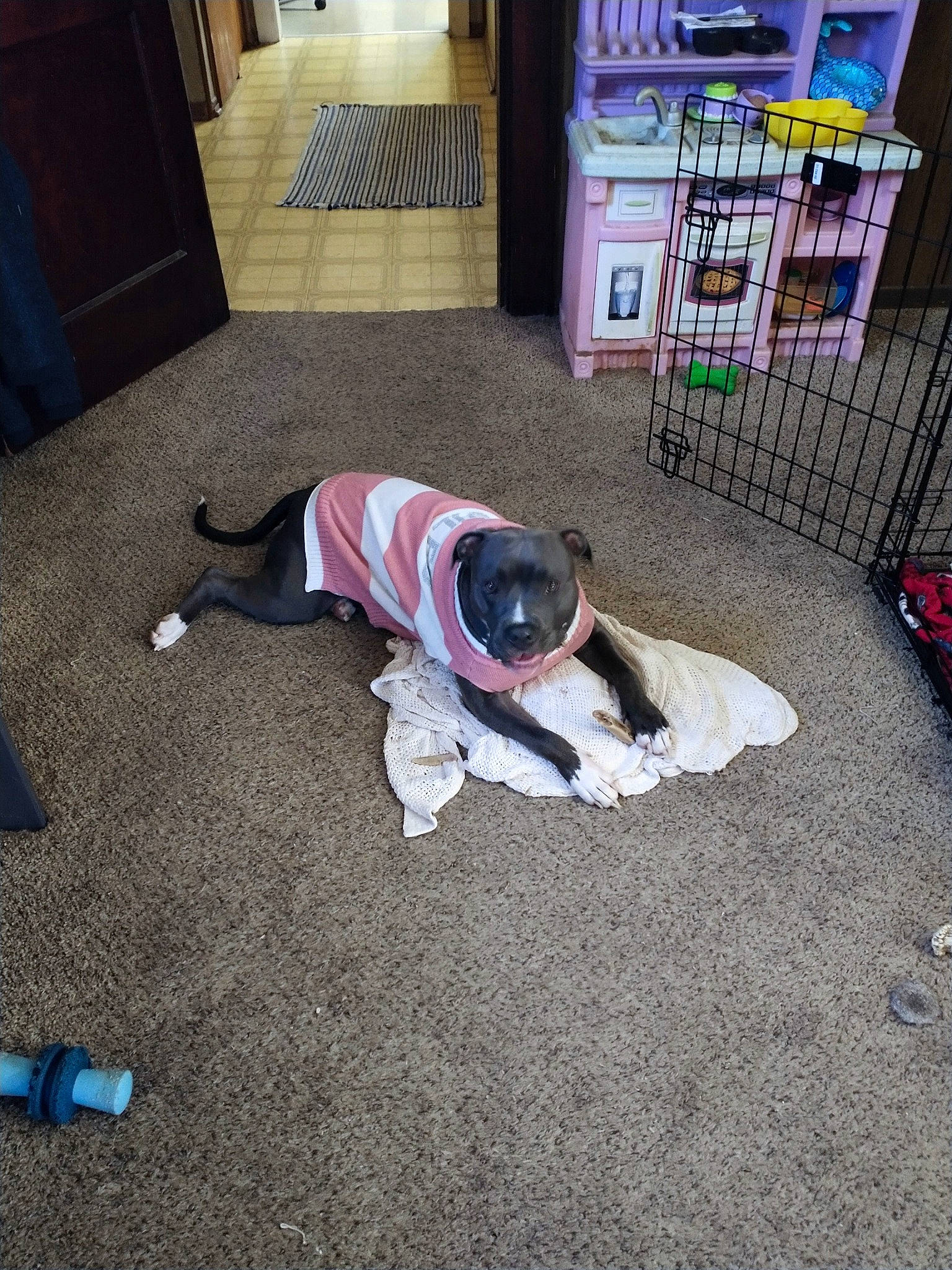 Freyja joined the competition — help win amazing prizes! asphalt, canidae, carnivore, carpet, companion_dog, crawling, dog, dog_breed, dog_supply, floor, flooring, fun, grass, hardwood, road_surface, sidewalk, sitting, sporting_group, tail, wood