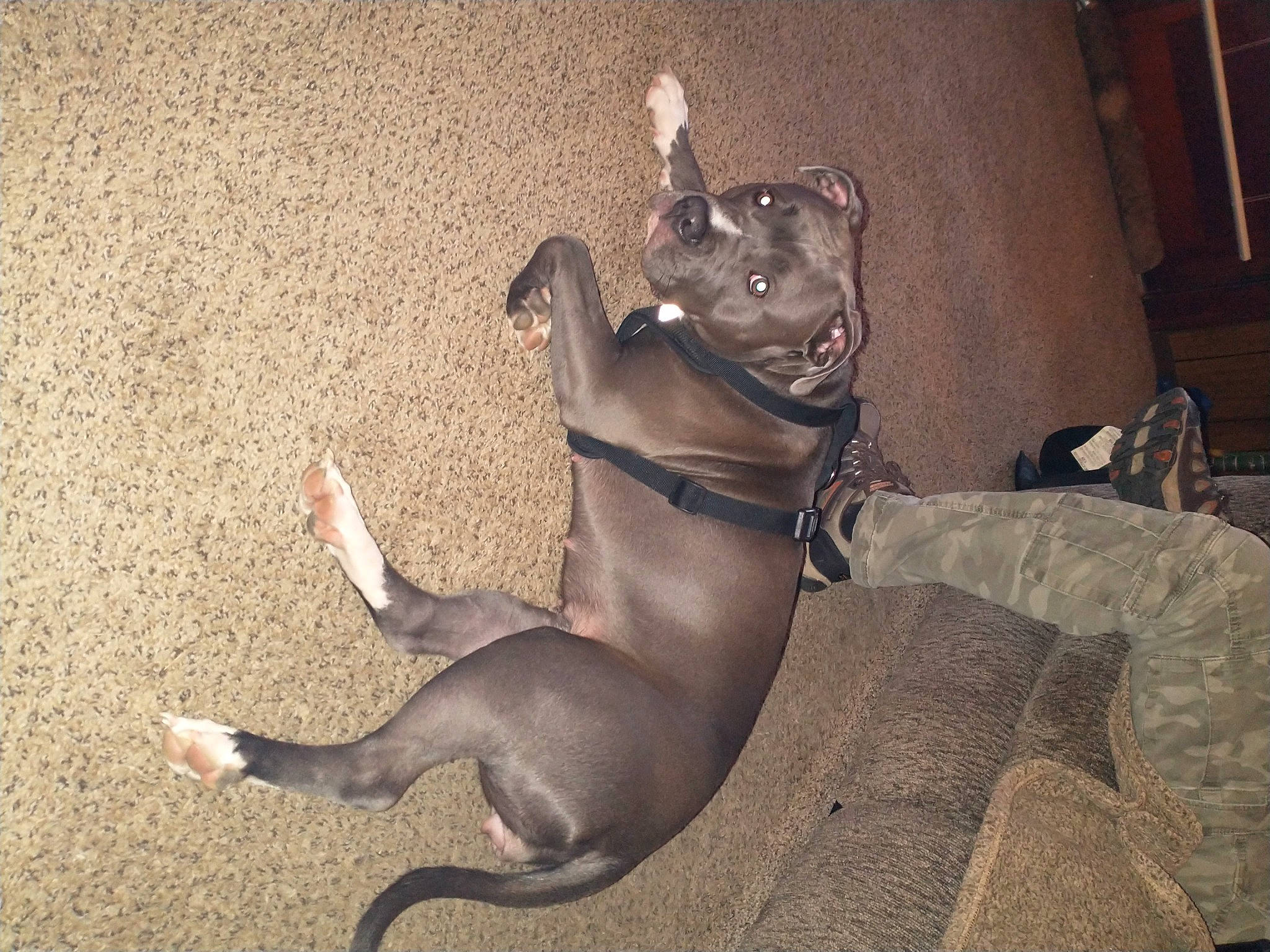 Freyja is registered to the contest to win money with this photo: california_sea_lion, canidae, carnivore, comfort, dog, dog_breed, fawn, felidae, flooring, grey, liver, metal, paw, sculpture, snout, sporting_group, tail, terrestrial_animal, whiskers, working_animal