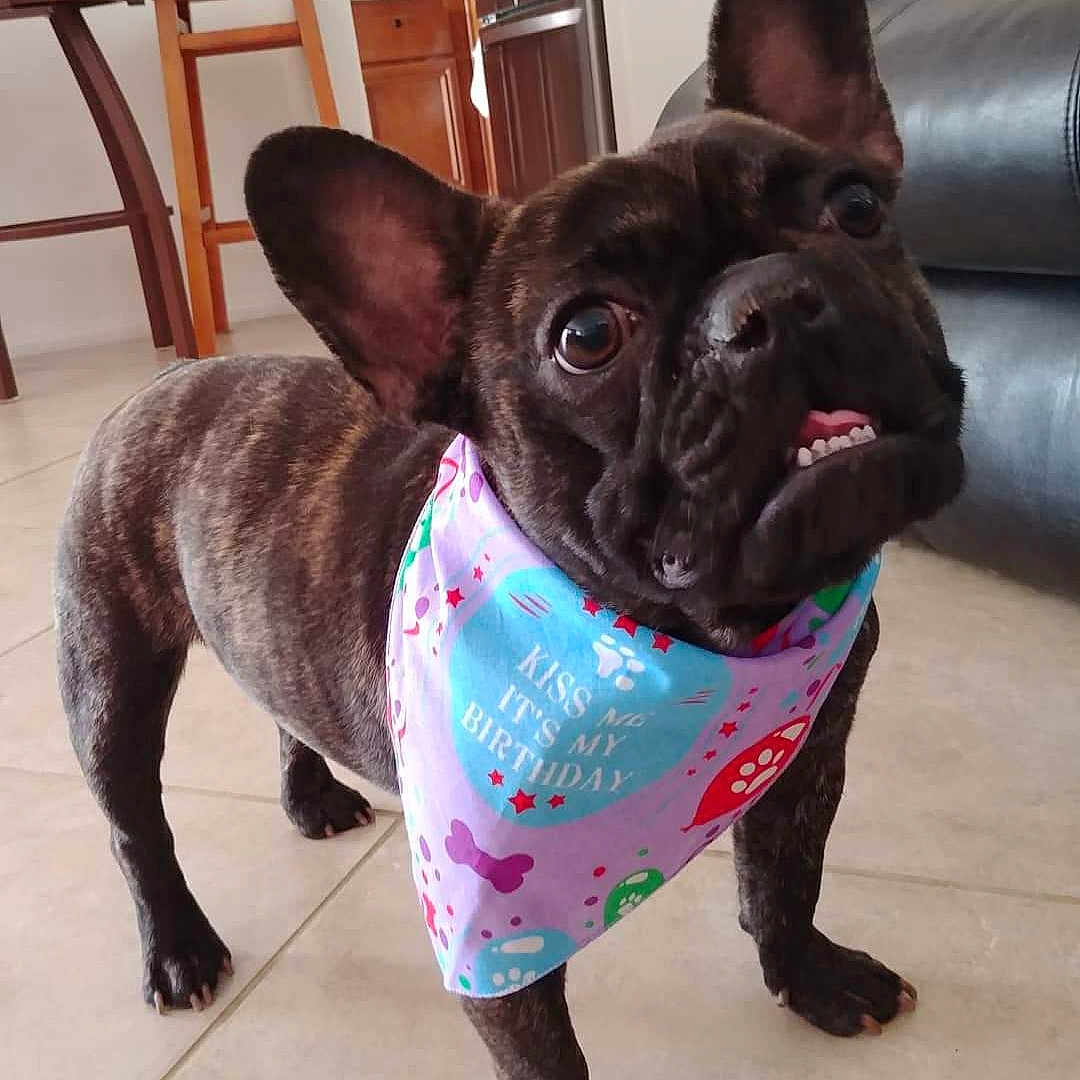 Stitch joined the competition — help win amazing prizes! animal, bandana, birthday, brindle, canine, celebration, close_up, cute, dog, domestic_animal, ears_up, floor, french_bulldog, furniture, house, indoor, looking_up, pet, smiling, tile_floor