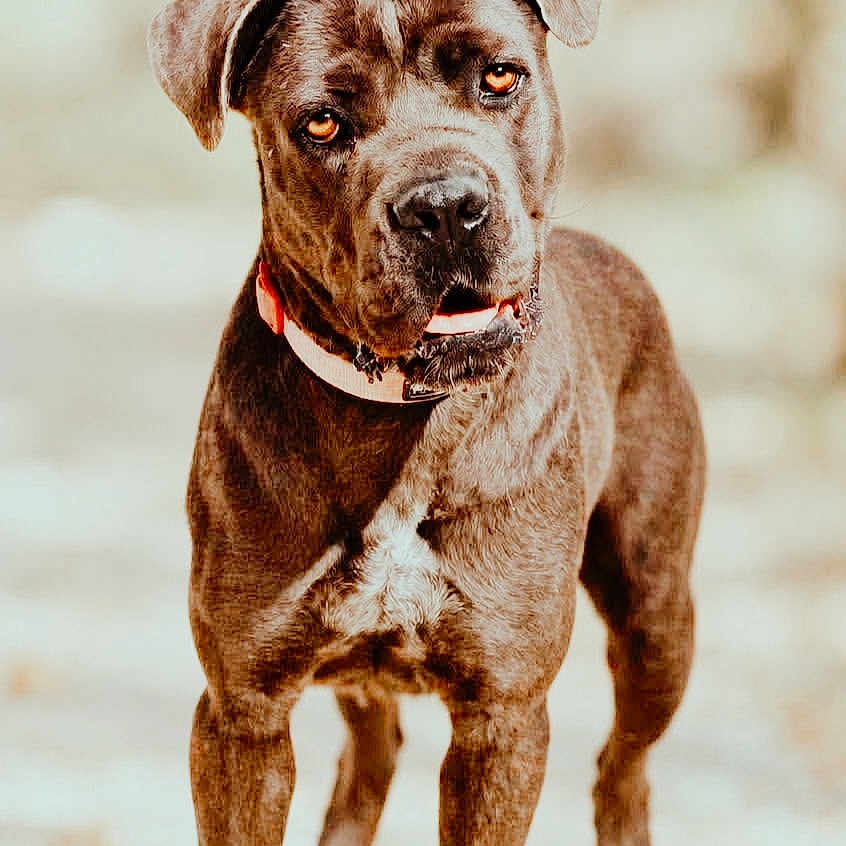 Alia a rejoint le concours — aidez-le/la à gagner de superbes lots ! dog, canine, brown_fur, short_hair, floppy_ears, collar, standing, portrait, close_up, outdoor, animal, pet, muscular, white_chest, front_facing, looking_at_camera, blurred_background, natural_light, ground, photography