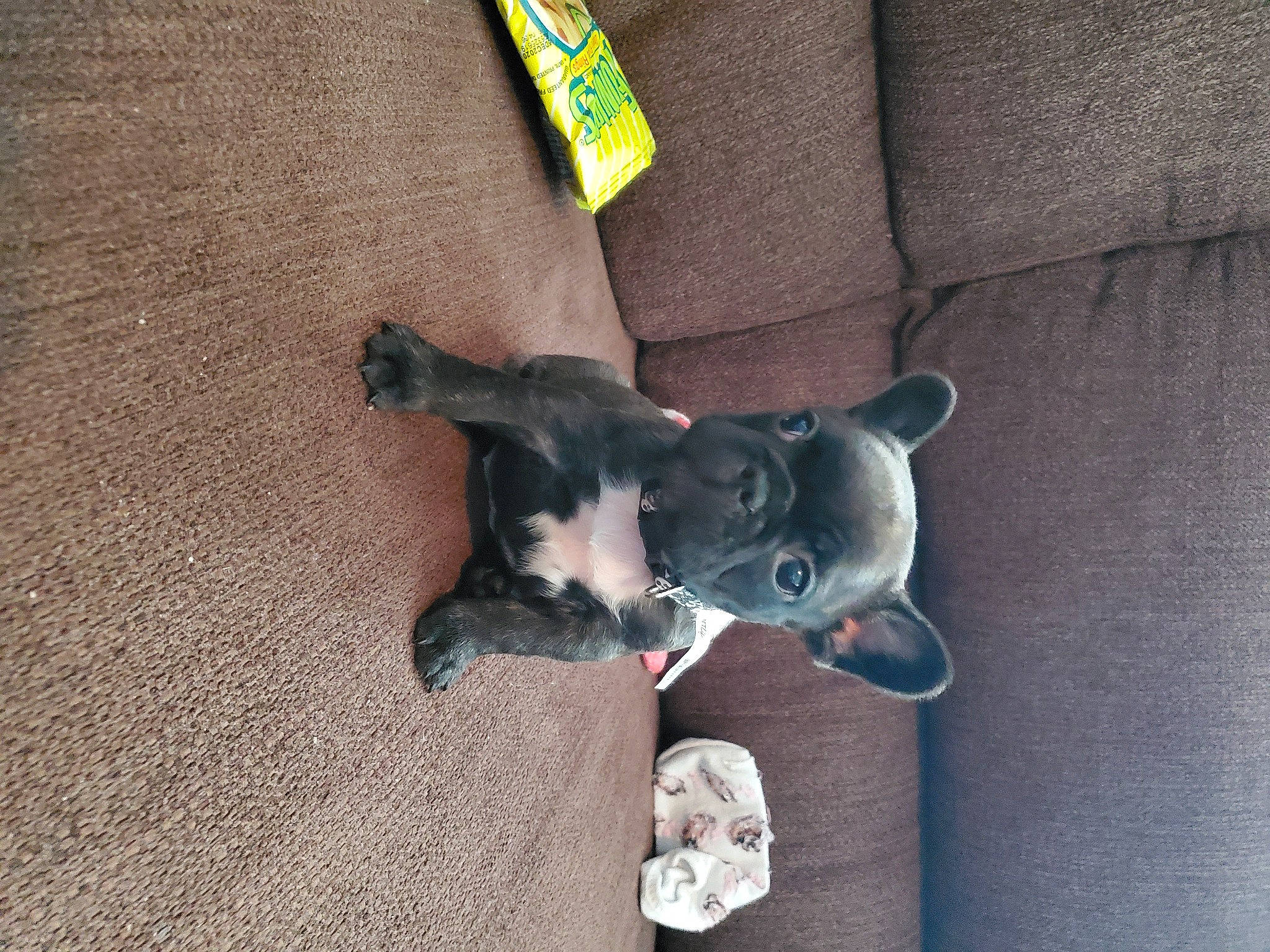 Brindi joined the competition — help win amazing prizes! canidae, carnivore, dog, dog_breed, fawn, mammal, non_sporting_group, puppy, snout, sporting_group, vertebrate