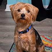 Sargent is registered to the contest to win money with this photo: animal, black_fur, blue_collar, brown_fur, cute, dog, domestic_animal, ears, face, floor, fur, home, indoor, looking, pet, rug, sitting, small_dog, tag, wooden_floor