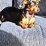 animal, black, brown, canine, couch, dachshund, dog, ears, fur, furniture, gray, highlight, indoor, lying_down, pet, resting, shadow, small_dog, snout, texture