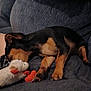 black, brown, companion, couch, cozy, cute, dog, fabric, fur, indoor, nap, paw, pet, plush, puppy, relaxation, resting, sleeping, stuffed_toy, toy