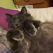 Smokey joined the competition — help win amazing prizes! cat, feline, long_hair, fluffy, pet, paws, bed, pillow, blanket, furniture, nightstand, drawer, relaxed, cozy, indoor, closeup, whiskers, eyes, portrait, sleepy