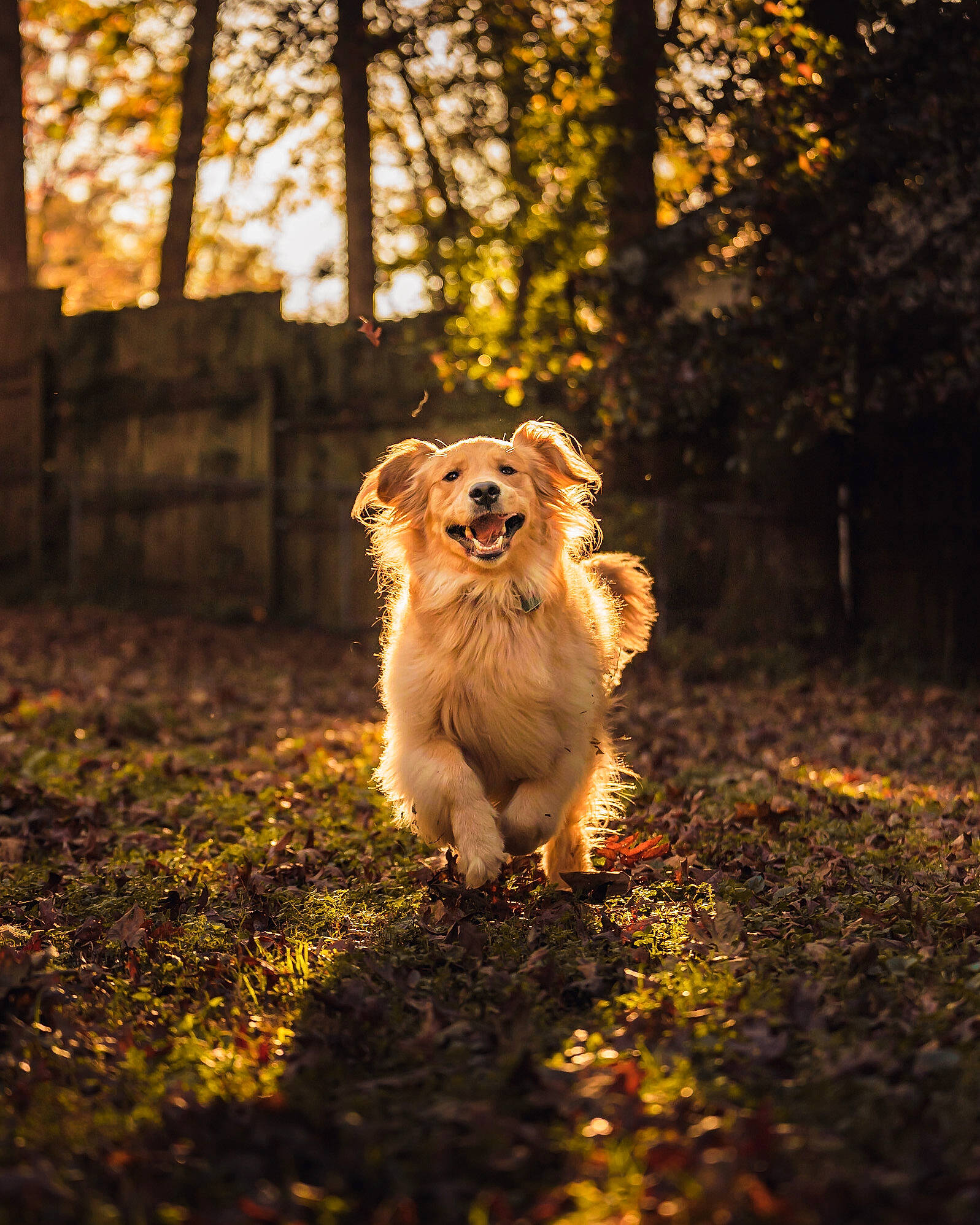 Oakley is registered to the contest to win money with this photo: autumn, backlighting, canidae, carnivore, companion_dog, deciduous, dog, dog_breed, fawn, herding_dog, light, liver, mammal, snout, sporting_group, sunlight, whiskers, woodland, working_animal, working_dog
