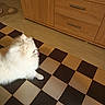 animal, black, brown, checkered_floor, cute, dog, domestic, floor, floor_tiles, fluffy, furniture, home, indoor, pet, pomeranian, small_dog, standing, tongue_out, white, wooden_cabinet