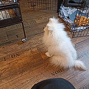 Vegas participe au concours pour gagner de l'argent avec cette photo : dog, pomeranian, white_dog, fluffy_dog, pet, stenciled_floor, crate, dog_crate, dog_bed, blanket, treat, indoor, sitting, long_fur, small_dog, profile_view, cage, person_knee, toy, cozy