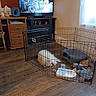 cabinet, cage, curtains, decor, dog, dog_bed, floor, furniture, home, indoor, living_room, pet, playpen, resting, screen, television, toys, water_bowl, window, wooden_floor