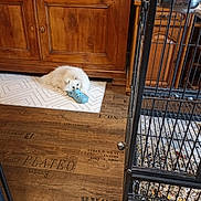 Vegas participe au concours pour gagner de l'argent avec cette photo : animal, cage, chewing, cozy, dog, domestic, floor_pattern, fluffy, food_bowl, furniture, home, indoor, mat, pet, playful, resting, shoe, white_dog, wooden_cabinet, wooden_floor