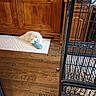 animal, cage, chewing, cozy, dog, domestic, floor_pattern, fluffy, food_bowl, furniture, home, indoor, mat, pet, playful, resting, shoe, white_dog, wooden_cabinet, wooden_floor