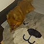 dog, small_dog, pomeranian, brown_fur, pet, pet_bed, fluffy_rug, animal, indoor, wall, floor, corner, tail, paws, snout, resting, lying_down, closeup, home, soft_texture
