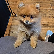 Bandit participe au concours pour gagner de l'argent avec cette photo : puppy, dog, pomeranian, fluffy, cute, pet, animal, indoors, floor, wooden_floor, gray_surface, looking_up, small_dog, fur, ears, eyes, paws, domestic_animal, companion, adorable