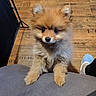 adorable, animal, companion, cute, dog, domestic_animal, ears, eyes, floor, fluffy, fur, gray_surface, indoors, looking_up, paws, pet, pomeranian, puppy, small_dog, wooden_floor