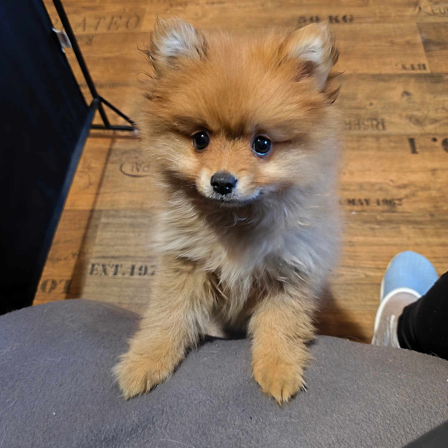 Bandit participe au concours pour gagner de l'argent avec cette photo : puppy, dog, pomeranian, fluffy, cute, pet, animal, indoors, floor, wooden_floor, gray_surface, looking_up, small_dog, fur, ears, eyes, paws, domestic_animal, companion, adorable