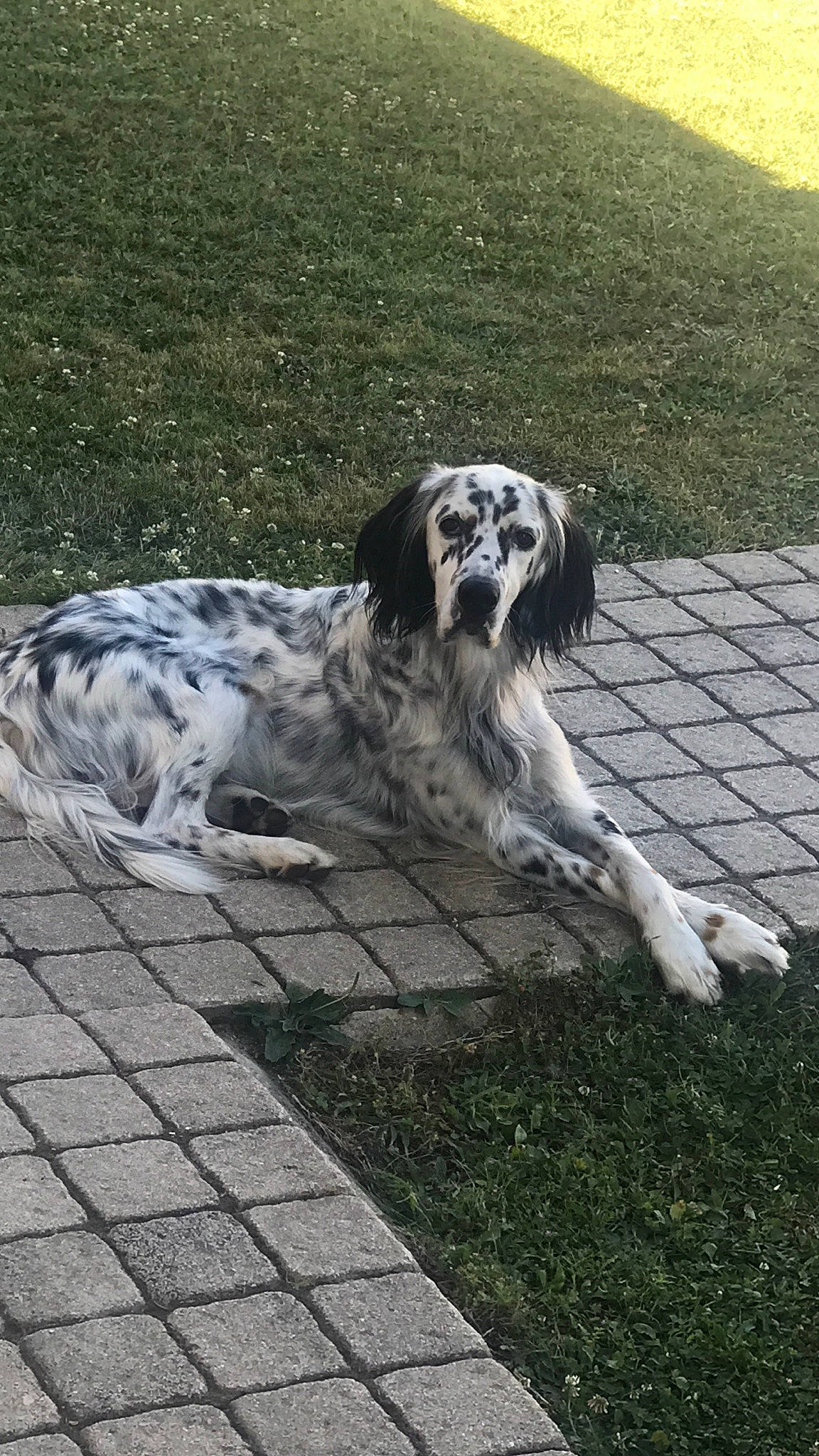 Rossy a rejoint le concours — aidez-le/la à gagner de superbes lots ! canidae, carnivore, companion_dog, dog, dog_breed, flooring, fur, grass, gun_dog, mammal, plant, road_surface, sidewalk, sitting, snout, sporting_group, tail, terrestrial_animal, working_animal, working_dog