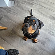 Rosco a rejoint le concours — aidez-le/la à gagner de superbes lots ! rottweiler, dog, black_and_tan, pet, sitting, indoors, wood_floor, portrait, looking_up, brown_eyes, floppy_ears, short_fur, tail, paws, snout, collar, human_foot, shoe, home, flooring