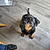 Rosco