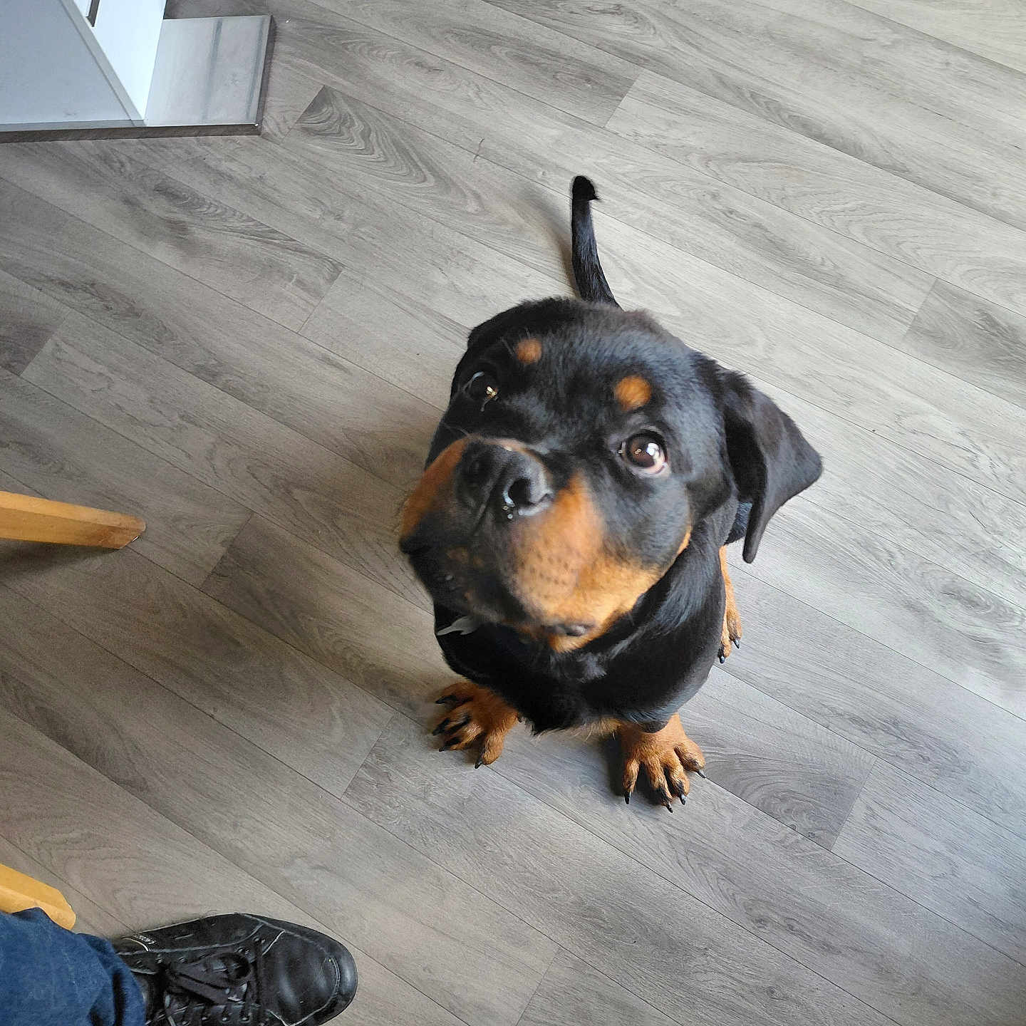 Rosco