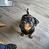 dog, rottweiler, pet, black_and_tan, sitting, indoors, hardwood_floor, home, portrait, looking_up, alert, serious_expression, floppy_ears, tail, paws, collar, person, shoe, wooden_floor, photography