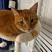 Pumpernickel joined the competition — help win amazing prizes! cat, orange_tabby, feline, pet, animal, portrait, close_up, whiskers, ears, green_eyes, pink_nose, fur, striped_fur, sitting, lounging, cat_tree, scratching_post, indoor, window_blinds, curtains