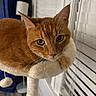 cat, orange_tabby, feline, pet, animal, portrait, close_up, whiskers, ears, green_eyes, pink_nose, fur, striped_fur, sitting, lounging, cat_tree, scratching_post, indoor, window_blinds, curtains