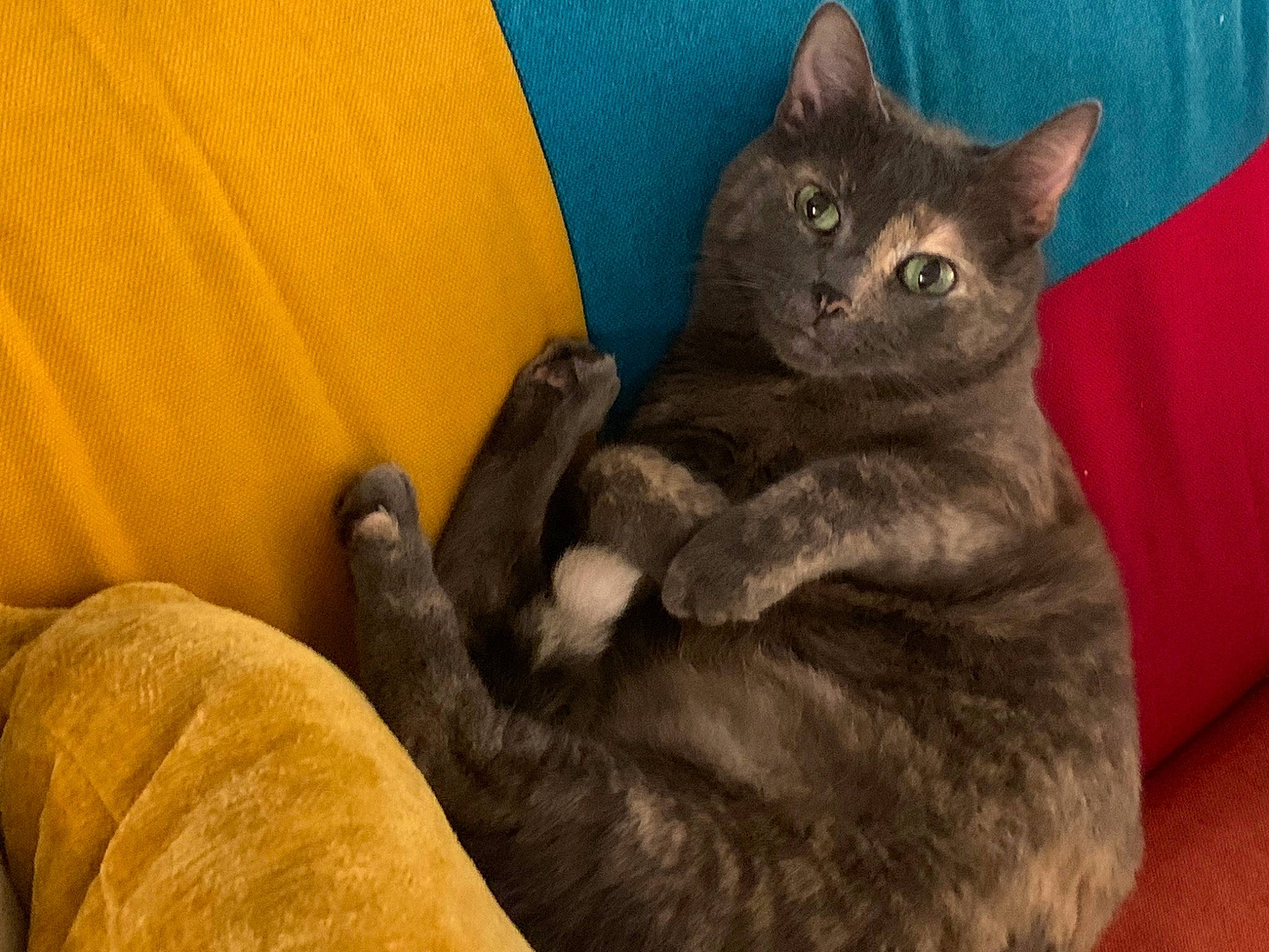 Meatball