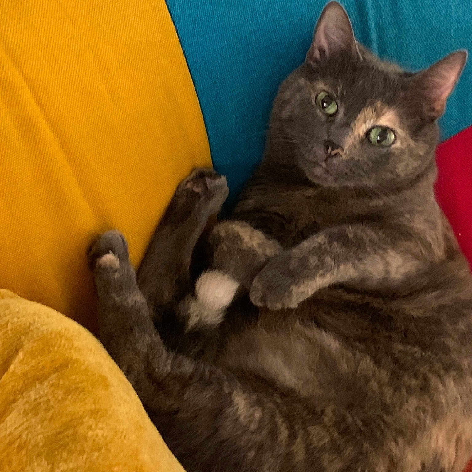 Meatball