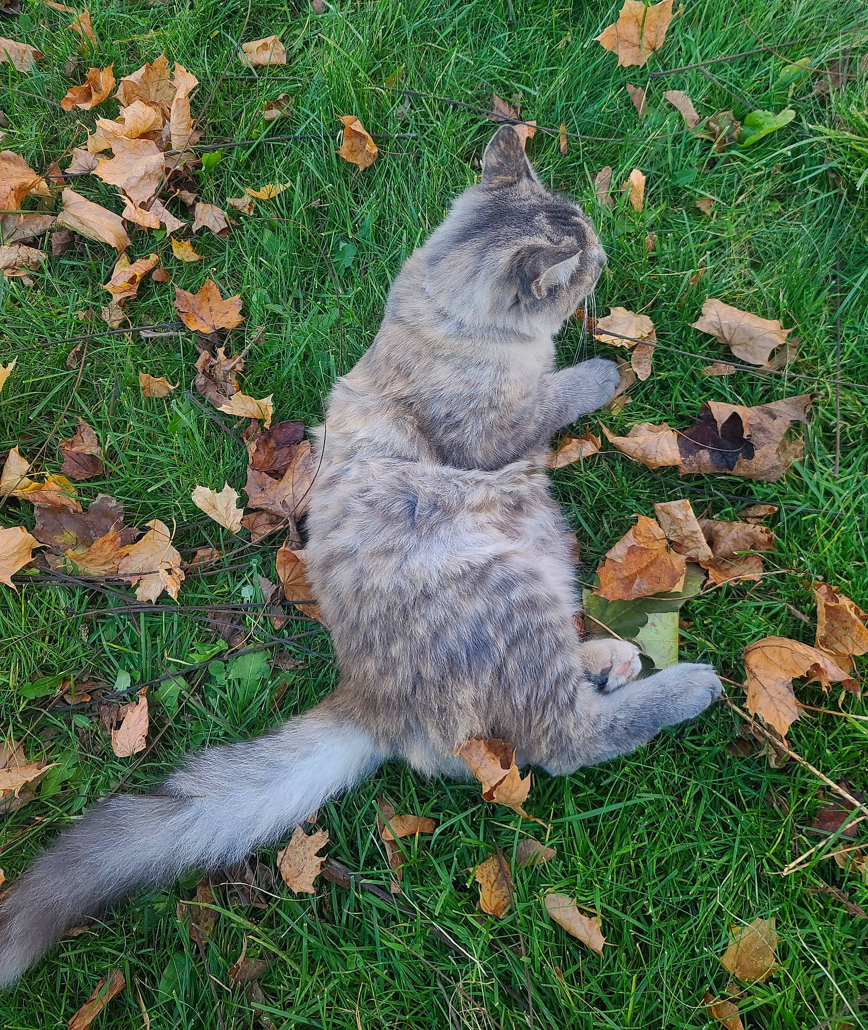 Princess joined the competition — help win amazing prizes! cat, domestic_short_haired_cat, felidae, fox_squirrel, fur, grass, grey_squirrel, ground_squirrels, groundcover, lynx, marsupial, rodent, small_to_medium_sized_cats, snout, squirrel, tail, terrestrial_animal, whiskers, wildlife