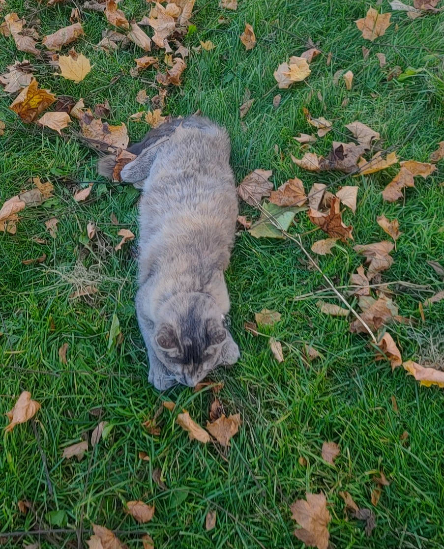 Princess joined the competition — help win amazing prizes! canidae, carnivore, cat, dog_breed, domestic_short_haired_cat, fawn, felidae, fur, grass, groundcover, plant, small_to_medium_sized_cats, snout, soil, sporting_group, tail, terrestrial_animal, tree, whiskers, wildlife