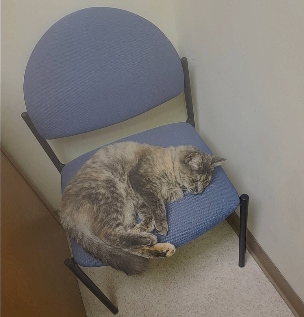 Princess joined the competition — help win amazing prizes! art, carnivore, cat, cat_bed, cat_supply, chair, comfort, domestic_short_haired_cat, felidae, grey, nap, pet_supply, room, sculpture, sitting, small_to_medium_sized_cats, table, tail, whiskers