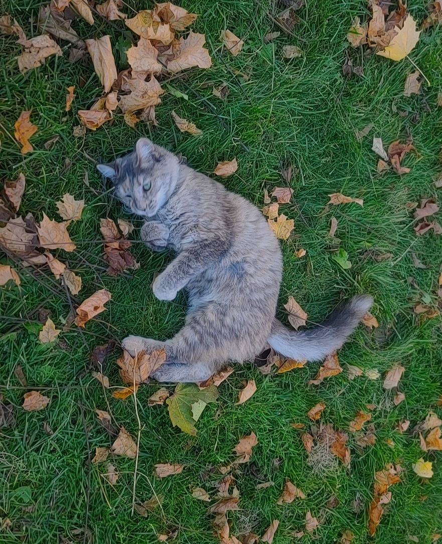 Princess joined the competition — help win amazing prizes! canidae, carnivore, cat, domestic_short_haired_cat, fawn, felidae, fur, grass, groundcover, herb, paw, plant, shadow, small_to_medium_sized_cats, snout, tail, terrestrial_animal, tree, whiskers, wildlife