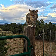 Ginger joined the competition — help win amazing prizes! animal, cat, clouds, daytime, fence_post, grass, green_gate, landscape, meowing, mountains, nature, outdoor, perched, rural, scenery, shrubs, sky, tabby, wildlife, wood